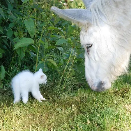 奥博格莱斯利阿德斯酒店