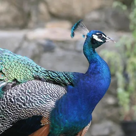 住宿加早餐酒店 奥博格莱斯利阿德斯酒店